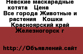 Невские маскарадные котята › Цена ­ 20 000 - Все города Животные и растения » Кошки   . Красноярский край,Железногорск г.